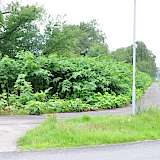 Riesenstaudenknöterich an Straße