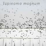 Titelbild Praxisratgeber Tapinoma Magnum