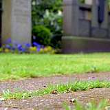 In Hannover verzichtet man auf Pflanzenschutz auf Friedhofswegen.