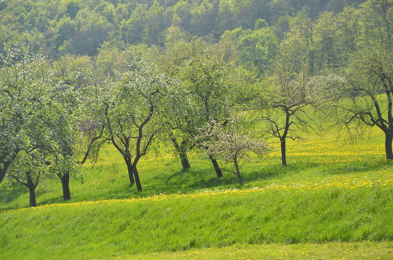 Streuobstwiesen Pflegen | KommunalTechnik