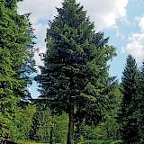 Picea abies Quelle: Baum des Jahres