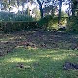 Besuch der Wildschweine auf dem Friedhof in Bexterhagen.